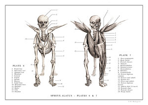 300x214 Sphinx Print And Drawing - Sphinx Drawing