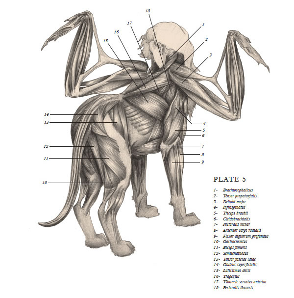 600x607 Vintage', Anatomically Correct Sketches Of Mythical Creatures - Sphinx Mythical Creature Drawing
