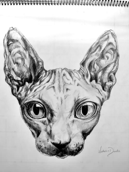 450x600 sphynx cat drawing free images - Sphynx Cat Drawing