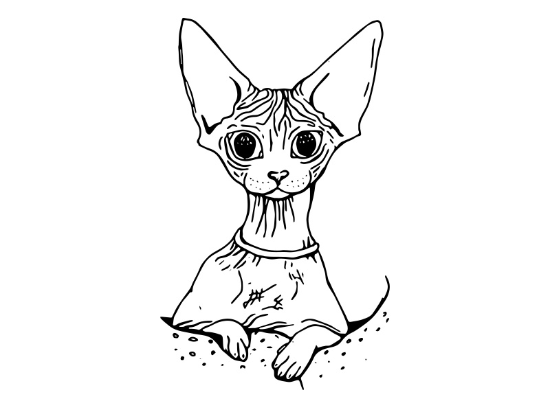 800x600 sphynx cat illustration - Sphynx Cat Drawing