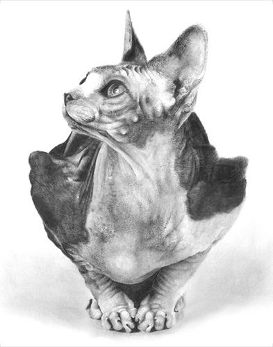 393x500 sphynx cat pencil drawing babies cat drawing, cat drawing - Sphynx Cat Drawing