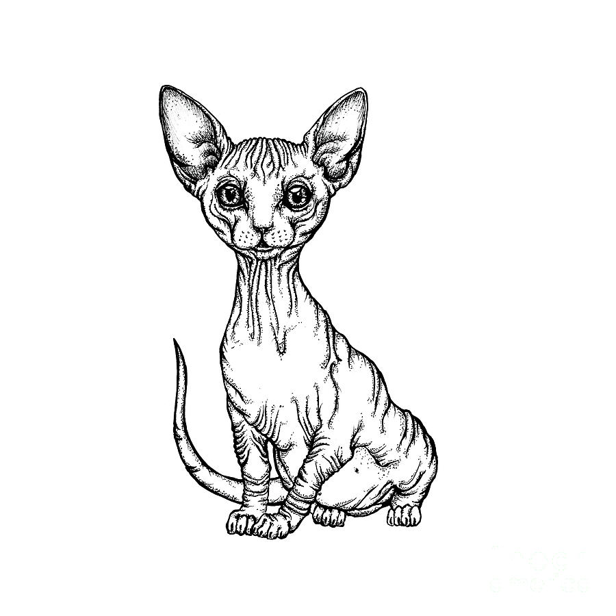 900x900 sphynx kitten drawing - Sphynx Cat Drawing
