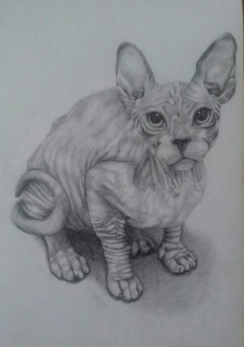 794x1129 sphynx cat drawing etsy - Sphynx Cat Drawing