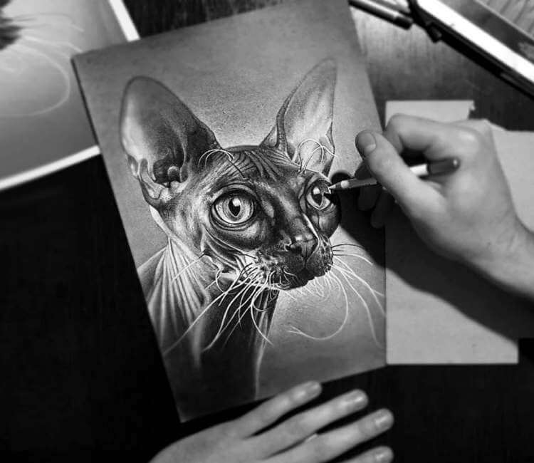 750x650 sphynx cat drawing - Sphynx Cat Drawing
