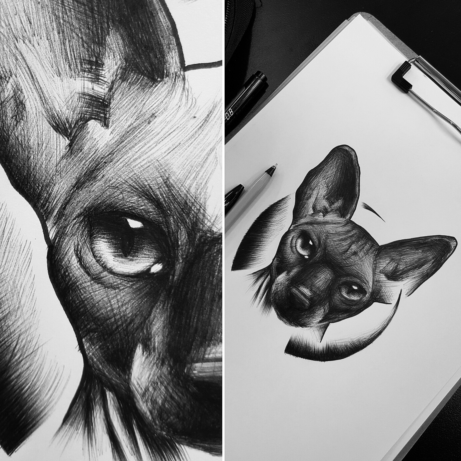 1564x1564 ballpoint pen drawing of a sphynx cat - Sphynx Cat Drawing