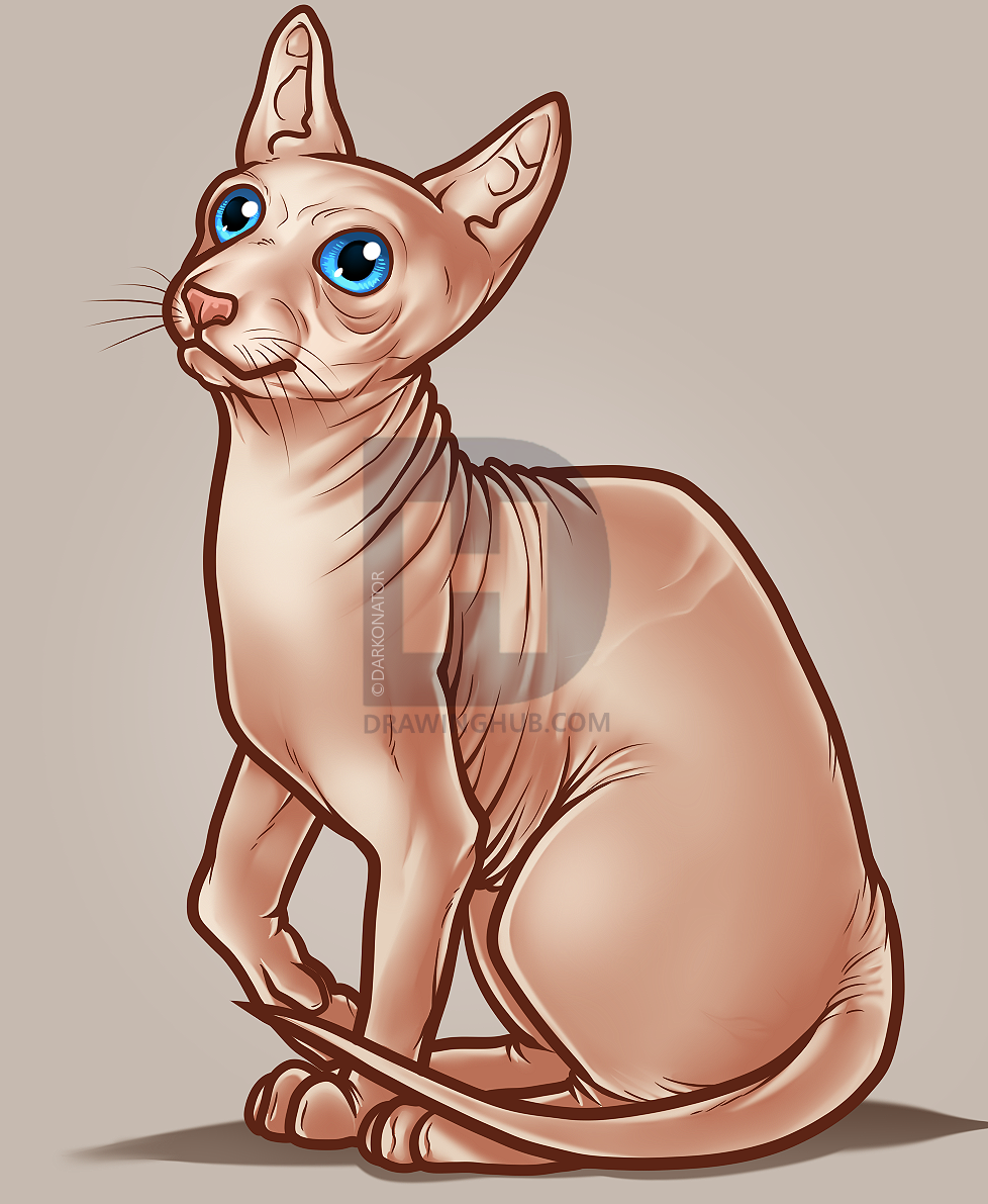 978x1191 how to draw a sphynx cat, step - Sphynx Cat Drawing