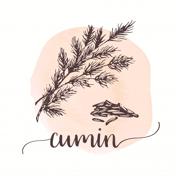 626x626 Cumin Sketch Hand Drawn Ink Illustration Of Spice Vector Premium - Spice Drawing