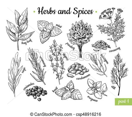 450x398 Herbs And Spices Hand Drawn Vector Illustration Set Engraved - Spice Drawing
