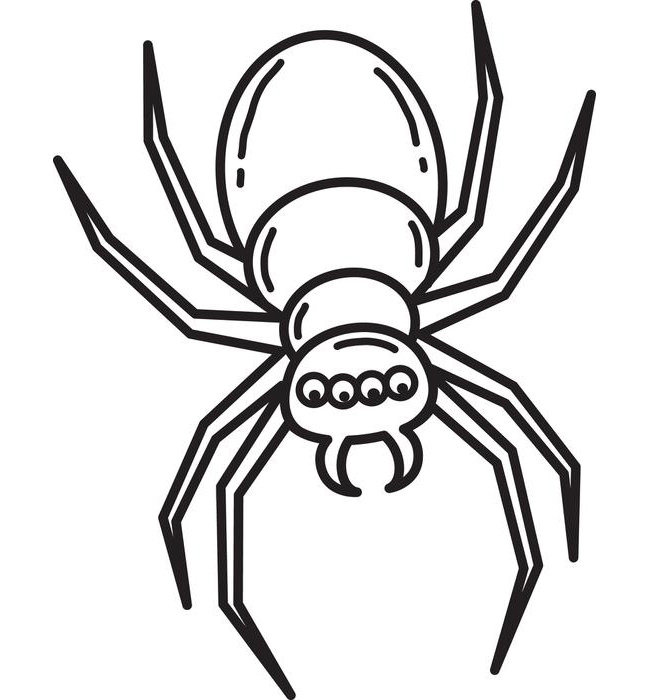 650x700 Spider Shape Template - Spider Cartoon Drawing