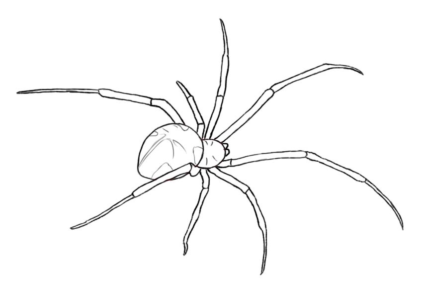 849x575 how to draw a spider tattoos spider drawing, spider art, spider - Spider Drawing