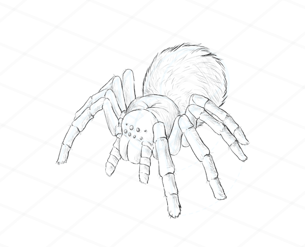 600x486 how to draw animals spiders, popular species, anatomy and movement - Spider Drawing