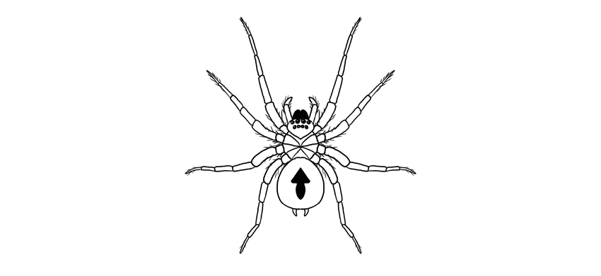 850x391 How To Draw A Spider, Step - Spider Drawing