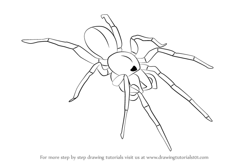 800x565 Learn How To Draw A Woodlouse Spider - Spider Drawing