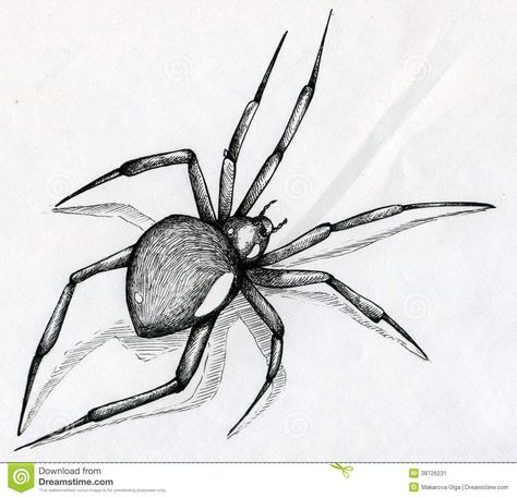 474x457 black widow spider drawing stock image - Spider Drawing