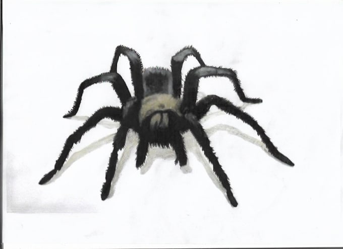 680x494 Draw A Realistic Spider - Spider Drawing