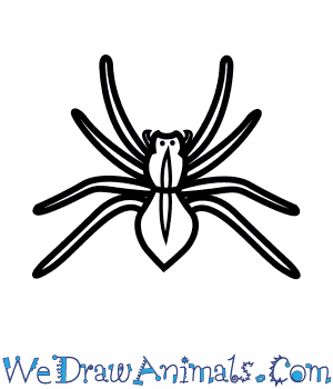 300x350 How To Draw A House Spider - Spider Drawing Easy