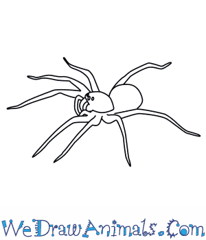300x350 How To Draw A Wolf Spider - Spider Drawing Easy
