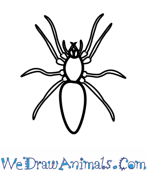 300x350 How To Draw A Woodlouse Spider - Spider Drawing Easy