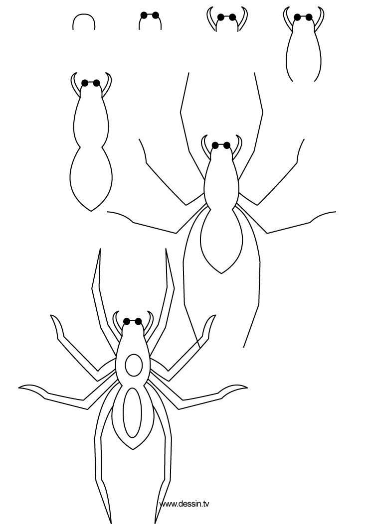 744x1052 How To Draw A Spider, Step - Spider Drawing Easy
