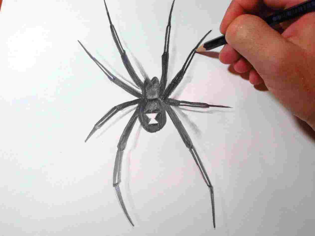 1264x948 Youtuberhyoutubecom Drawing Easy - Spider Drawing Easy