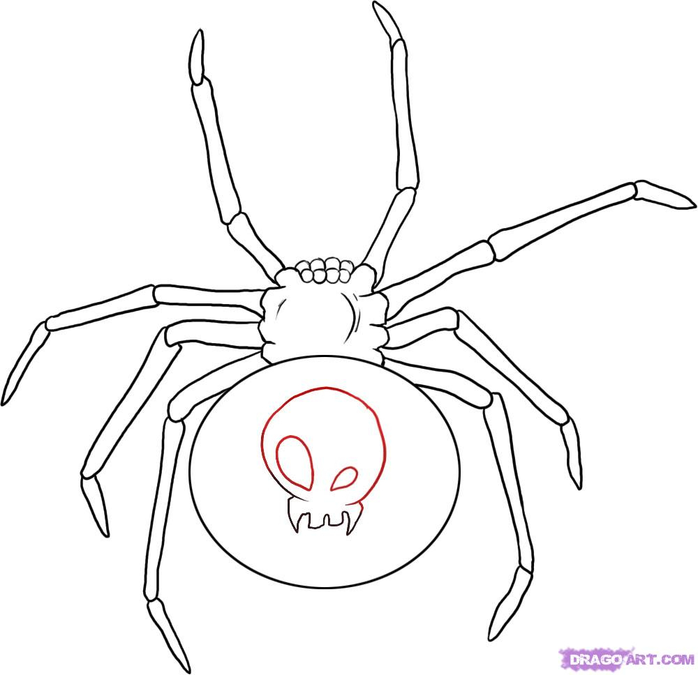 1000x968 easy spider drawing easy spider drawing at getdrawings free - Spider Drawing Easy