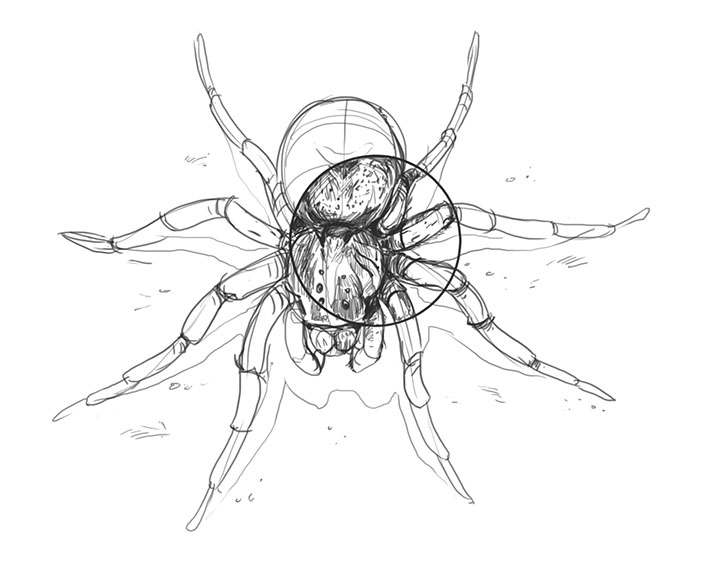 Паук нарисовать мелом