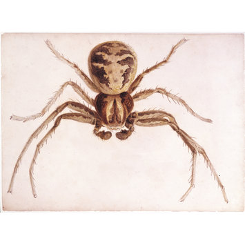 355x355 male crab spider potter, beatrix vampa search the collections - Spider Drawing Email