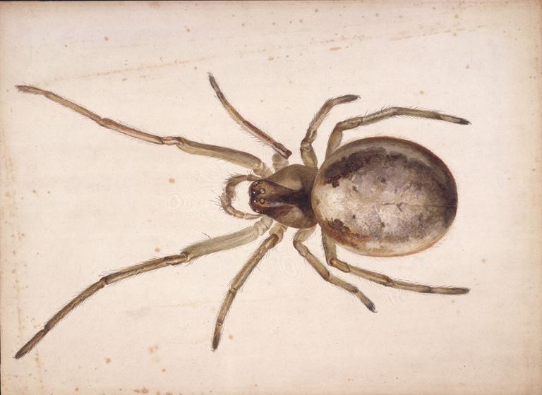 768x560 study of a greenish brown spider potter, beatrix vampa search - Spider Drawing Email