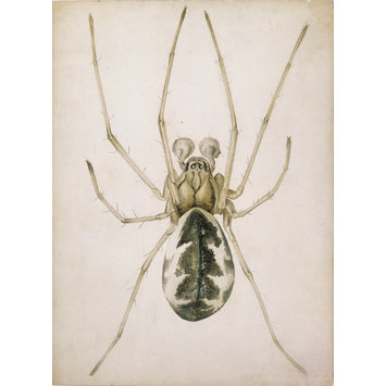 355x355 Study Of A Grey Brown Spider - Spider Drawing Email