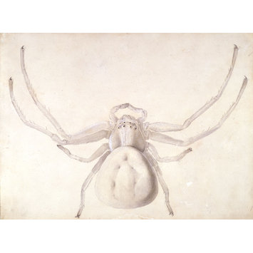 355x355 study of a light grey spider potter, beatrix vampa search - Spider Drawing Email