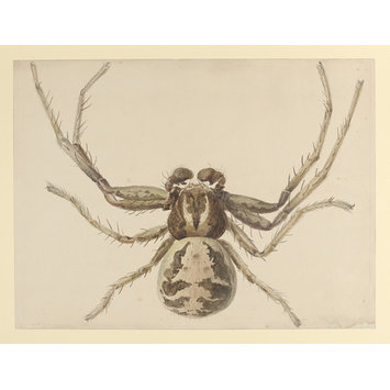 355x355 drawing potter, beatrix vampa search the collections - Spider Drawing Email