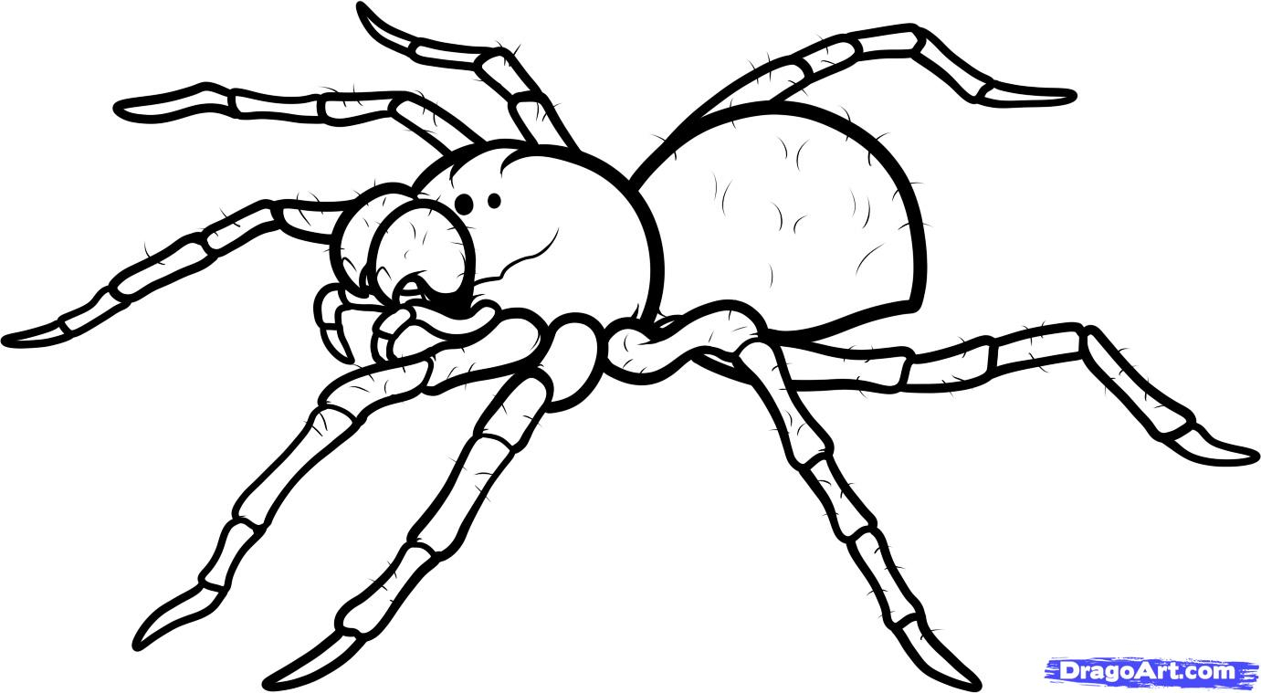 1381x759 Spider Drawing For Kids And Drawings Of Spiders Spider Drawing - Spider Drawing For Kids