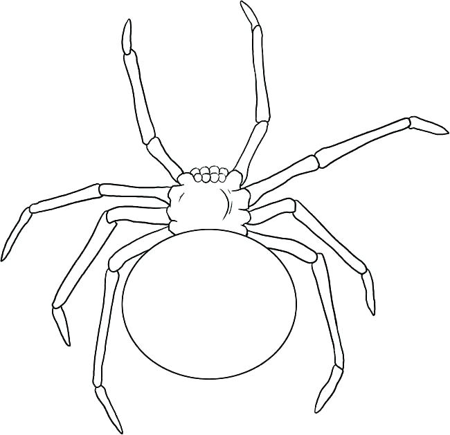 650x629 Spiders Drawings For Kids Teresaking Club - Spider Drawing For Kids