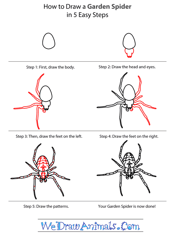 600x834 How To Draw A Garden Spider - Spider Drawing Step By Step