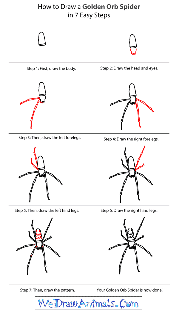 600x1038 how to draw a golden orb spider - Spider Drawing Step By Step