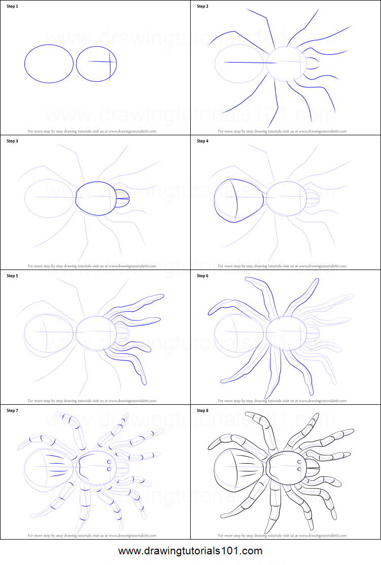 Spider Drawing Step By Step at PaintingValley.com | Explore collection ...