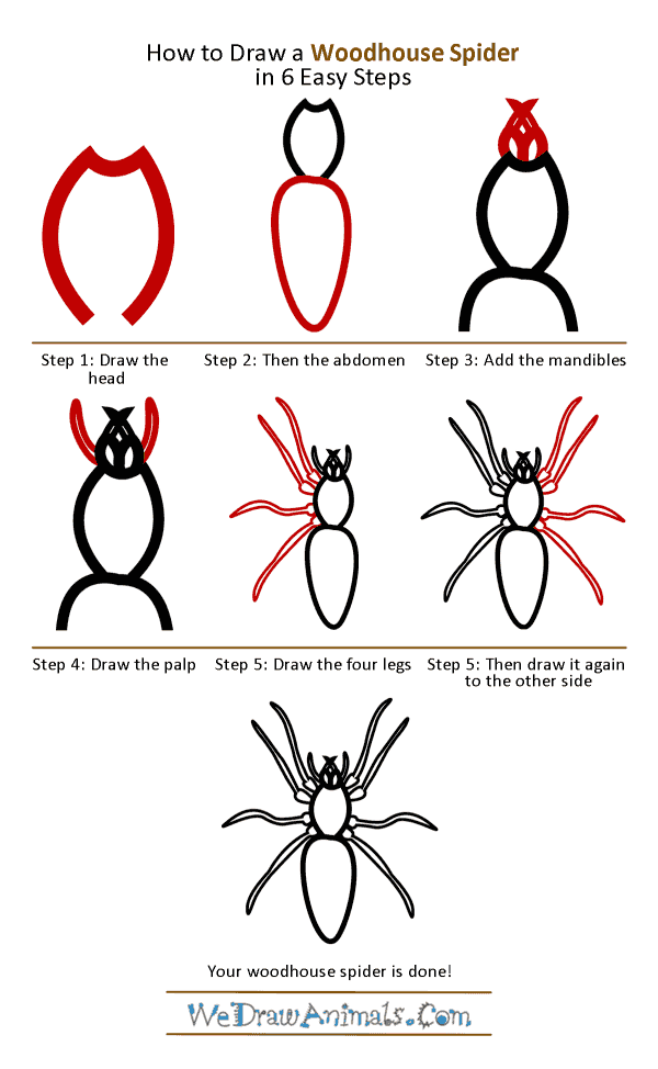 600x974 How To Draw A Woodlouse Spider - Spider Drawing Step By Step