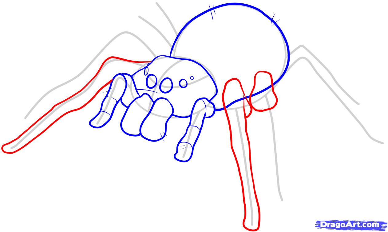 1262x754 Step How To Draw An Easy Spider - Spider Drawing Step By Step