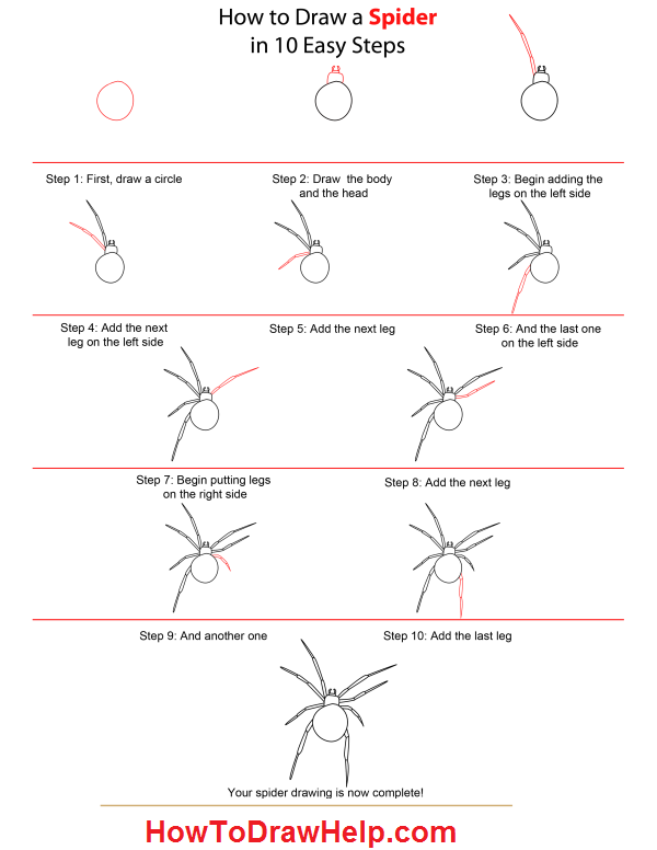 600x776 How To Draw A Spider Step - Spider Drawing Step By Step