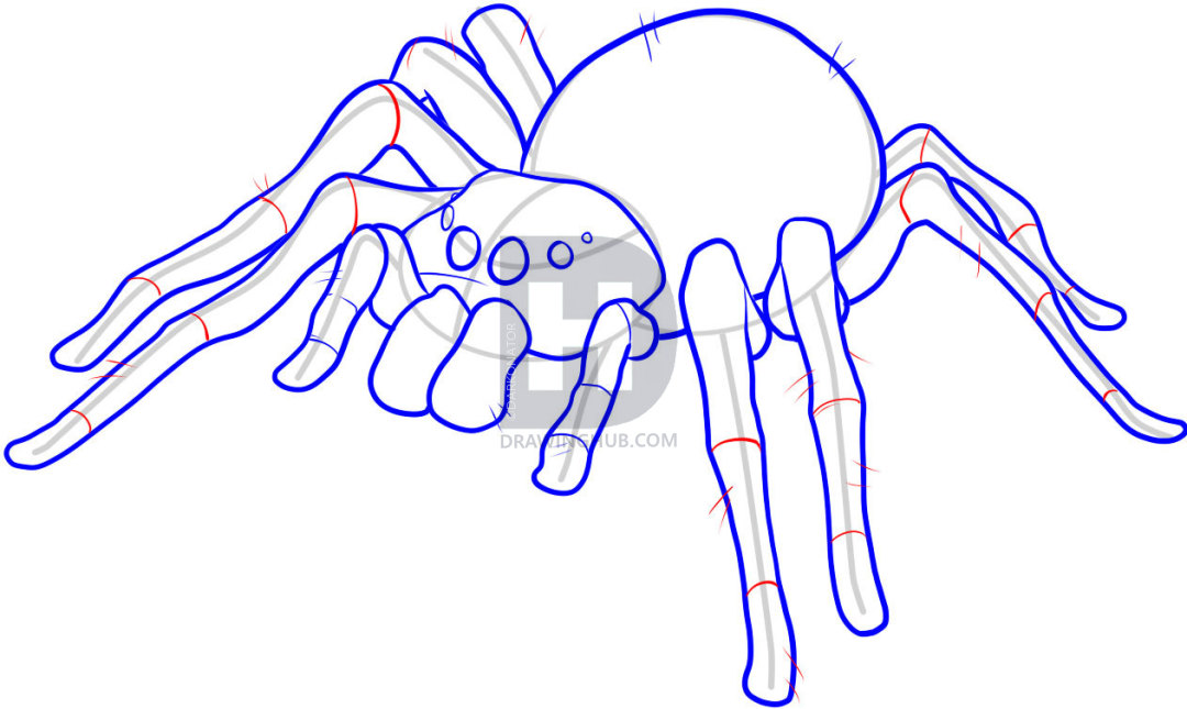 1080x645 How To Draw An Easy Spider, Step - Spider Drawing Step By Step