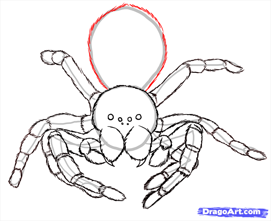 Spider Drawing Step By Step at PaintingValley.com | Explore collection ...