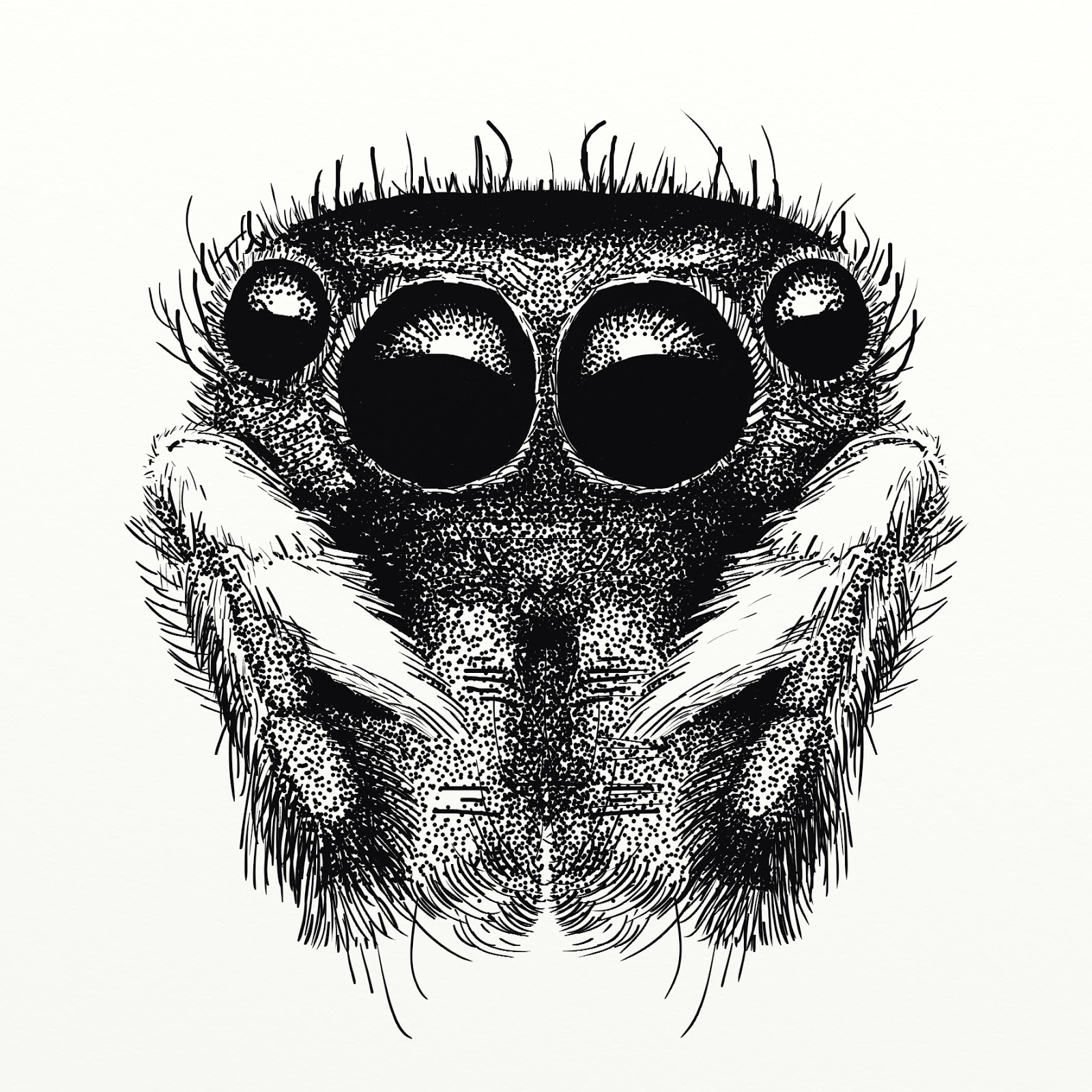 Spider Face Drawing