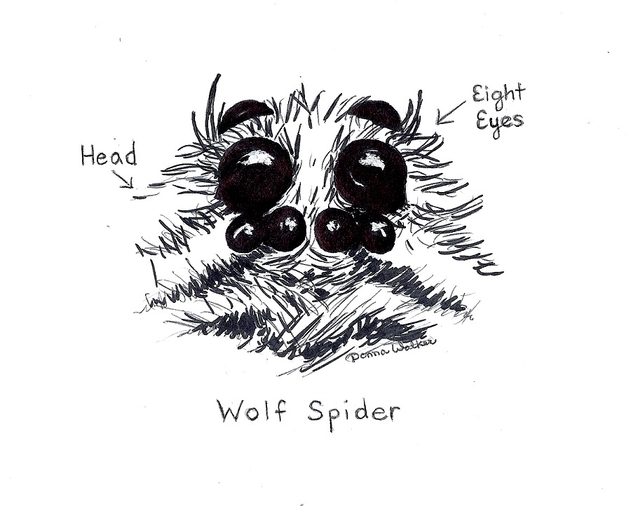 900x722 Pest Control Wolf Spider Hearts Pest Management - Spider Face Drawing