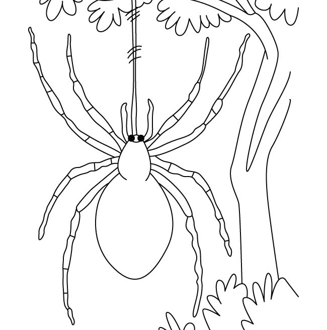 Spider Face Drawing at Explore collection of