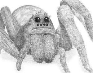 300x234 Wolf Spider Drawing - Spider Face Drawing