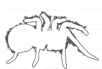 418x282 Goliath Bird Eating Spider - Spider Line Drawing