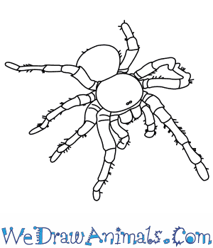 300x350 How To Draw A Goliath Bird Eating Spider - Spider Line Drawing