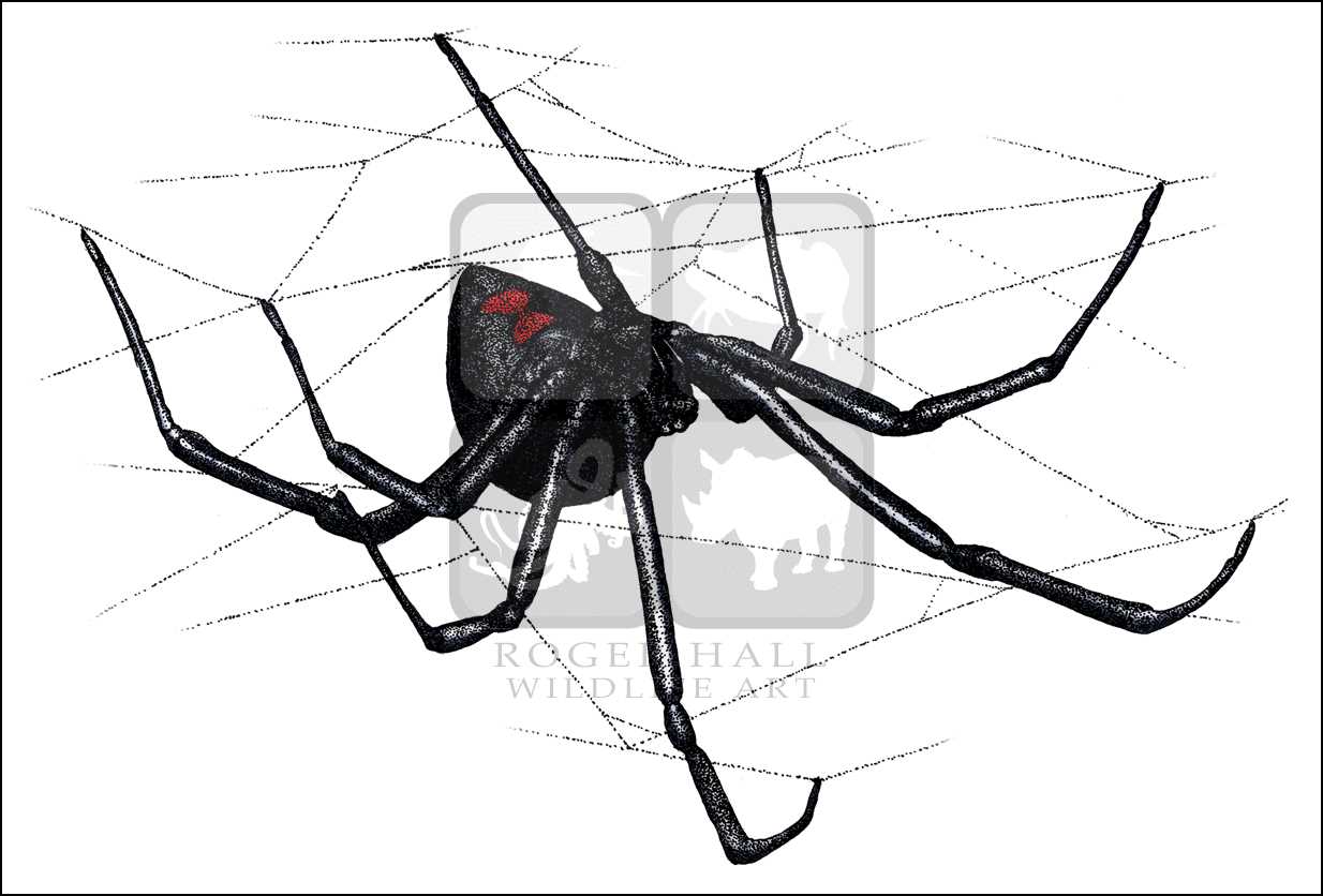 1234x836 Black Widow Spider - Spider Line Drawing