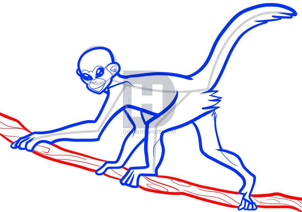1025x720 how to draw a spider monkey, spider monkey, step - Spider Monkey Drawing