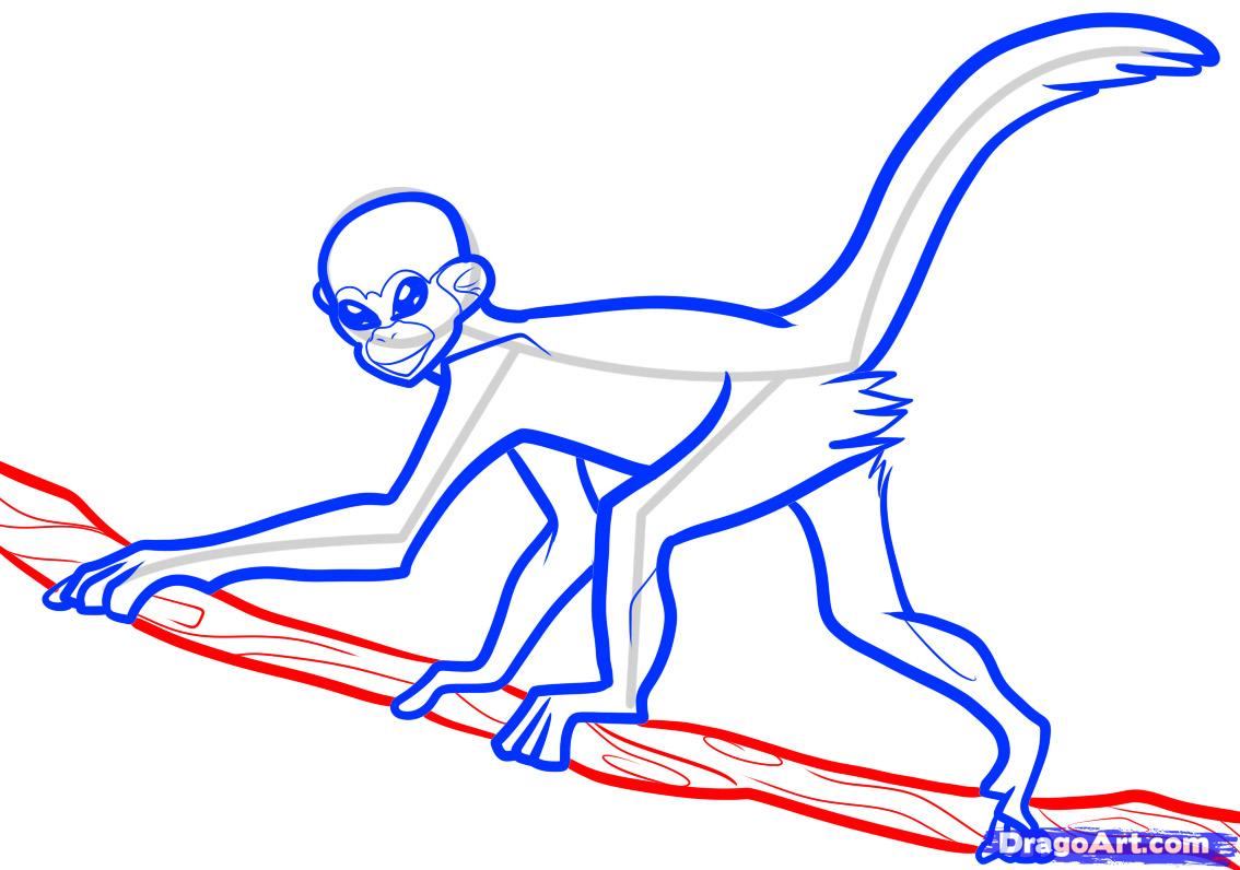 1134x796 how to draw a spider monkey, spider monkey, step - Spider Monk...